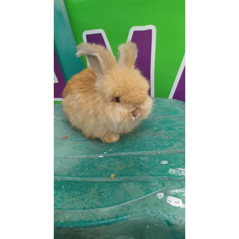 Kelinci English Anggora bukan Lokal, Rex, Netherland Dwarf, Fuzzy Lop, Holland Lop, Flemish giant