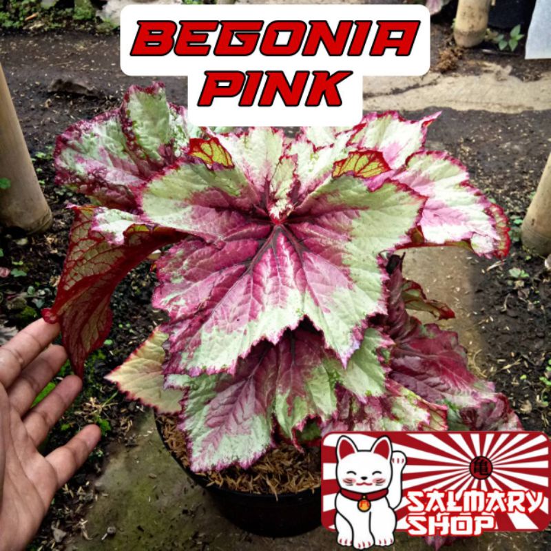 Tanaman Hias Bunga Begonia Rex Pink Jari Keong Pink