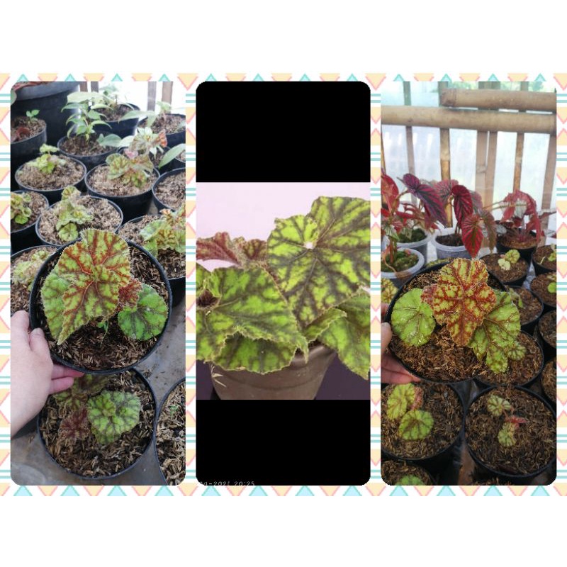 Paket 3 Tanaman Begonia Keong Madu