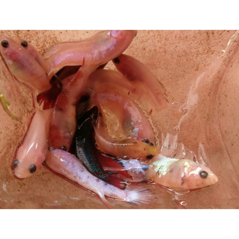 

cupang koi