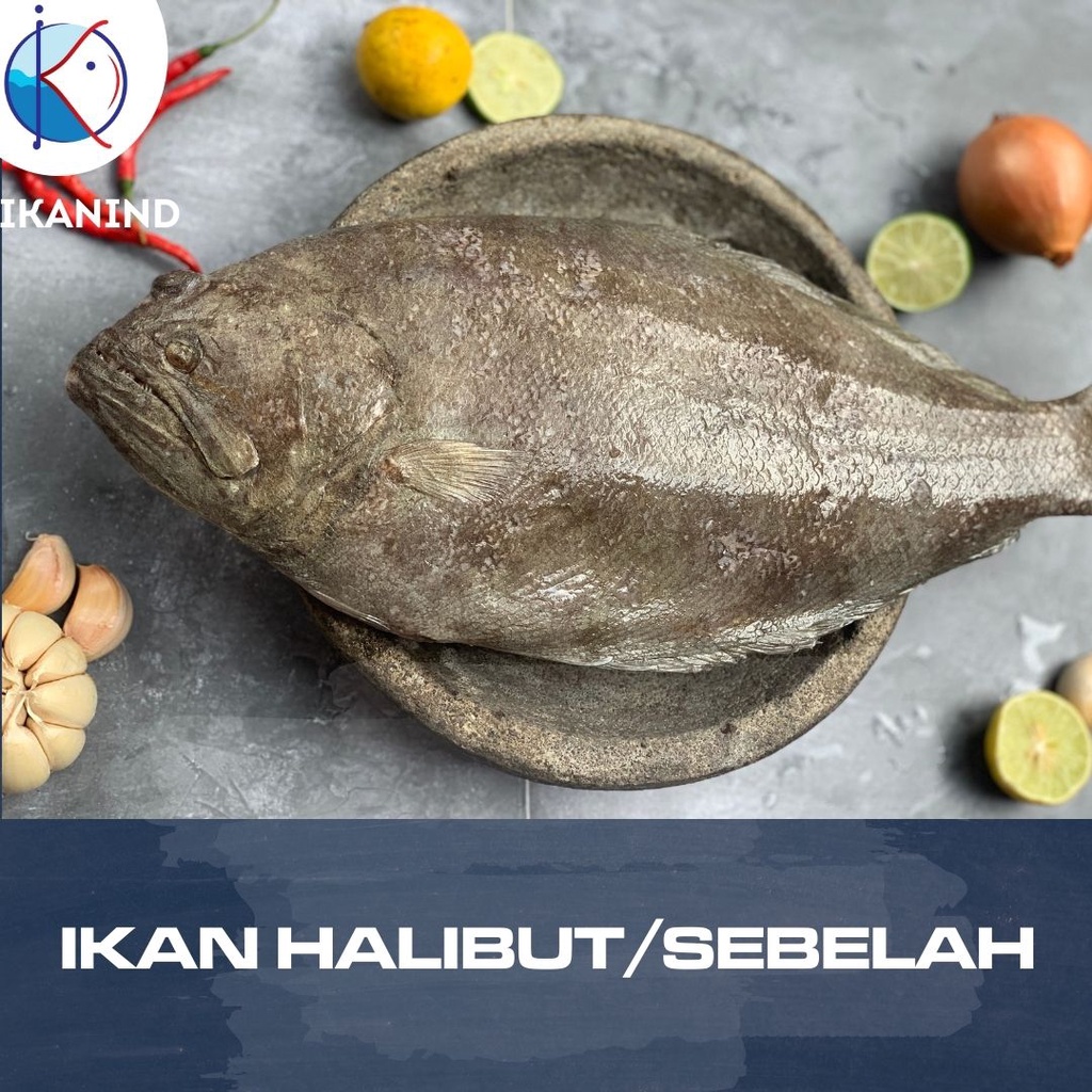 

Ikan Halibut atau Mata Sebelah / Ikan Laut Segar / Pack 1 KG