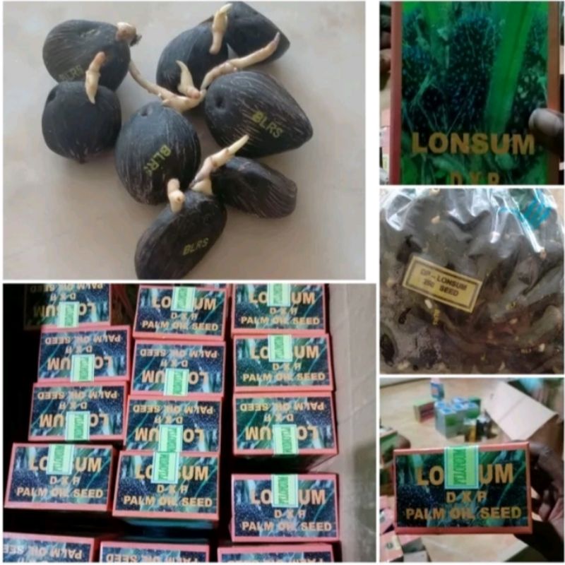 bibit benih sawit lonsum