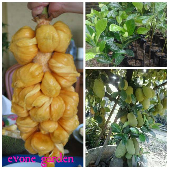 Bibit nangka cempedak madu