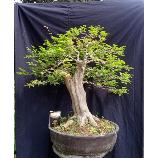 bonsai anggur brazil,bonggol besar,.(realpict.)