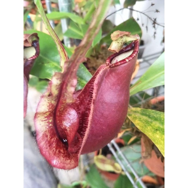 Tanaman Nepenthes Hybrid Wings