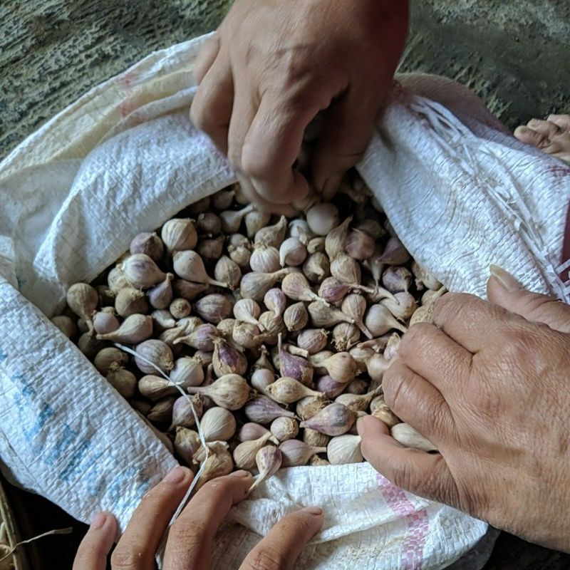 DIARY PETANI - Bawang Lanang Lokal Asli Satu Butir