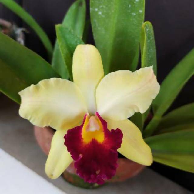 Catleya Kuning Lidah Merah DEWASA