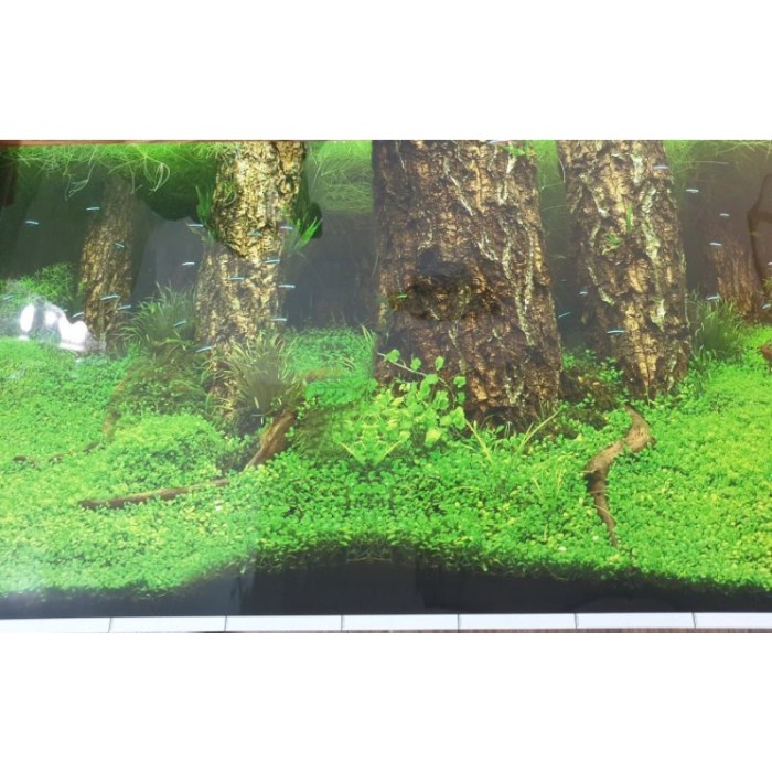 Wallpaper background gambar aquarium Tinggi 50cm panjang 1 meter gambar bolak balik