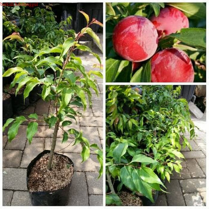 Bibit Buah Plum Aussie Hasil Cangkok-Bibit Plum Aussie Australia-bibit Buah Plum Ausie Cepat Berbuah