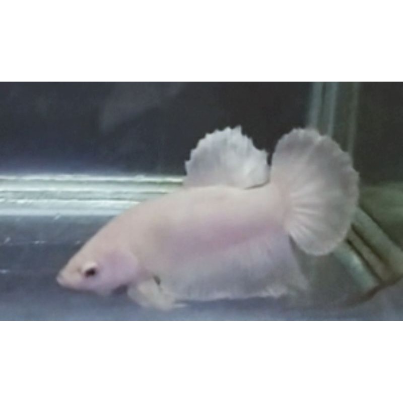 cupang pk white platinum top grade indukan