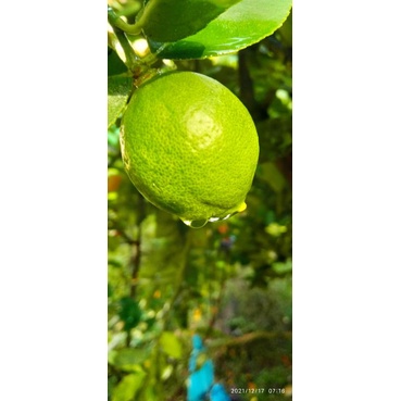 

teh daun lemon aromatik