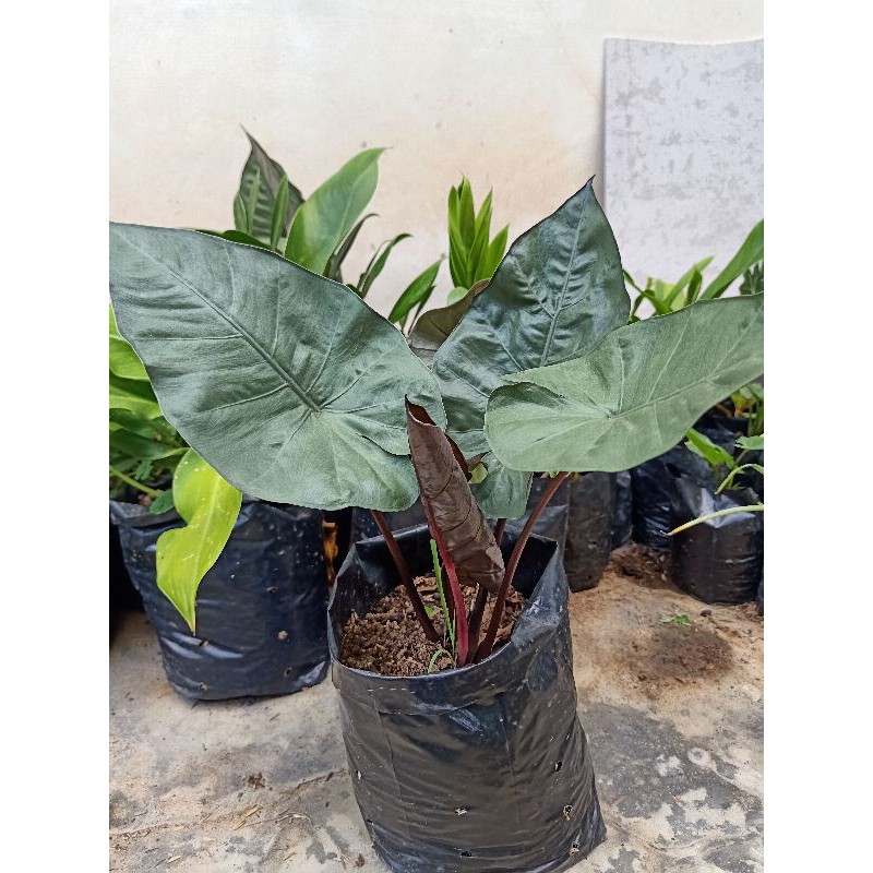 keladi hitam caladium black