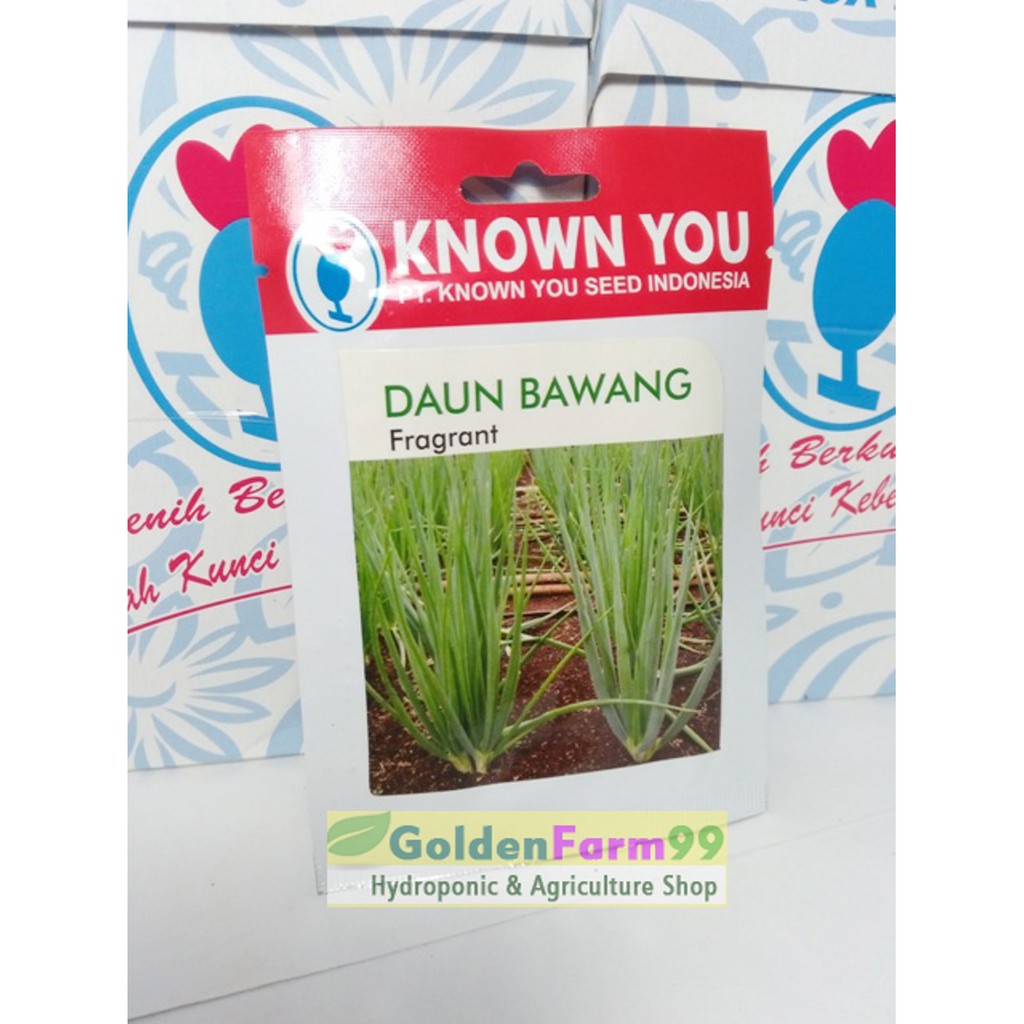 Benih bibit daun bawang Fragrant Limited