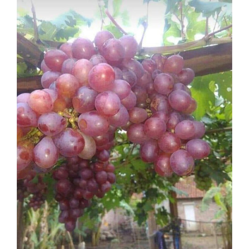 Bibit Anggur import/Anggur Ninel/Anggur Merah