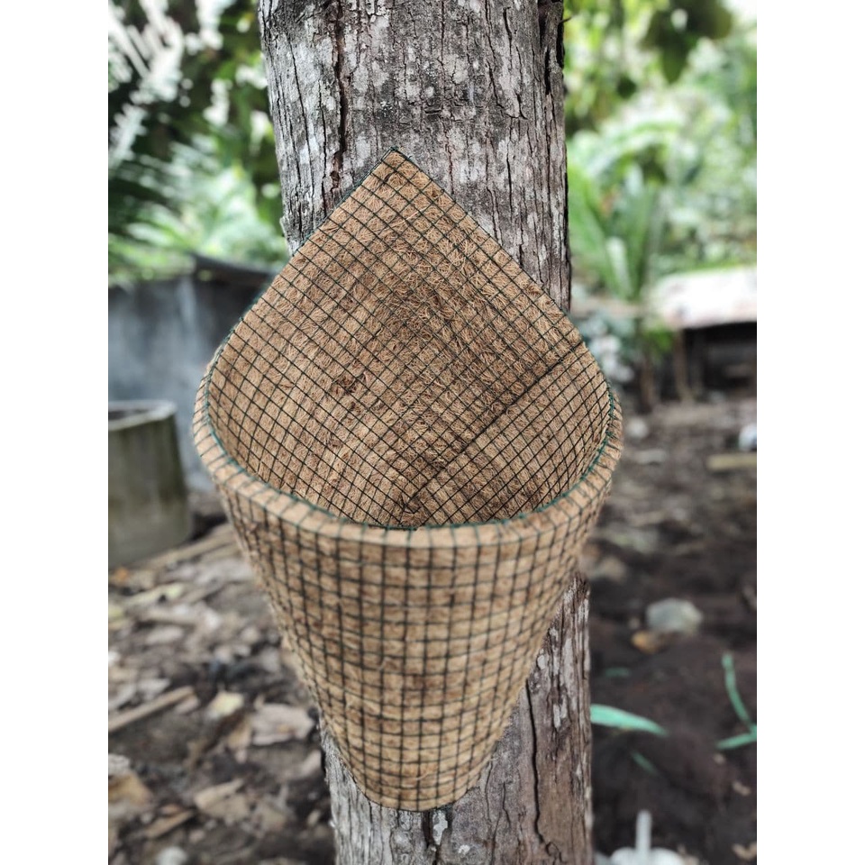 Pot sabut  pot cantel sabut pot kerucut sabut kelapa 14 - 15 cm