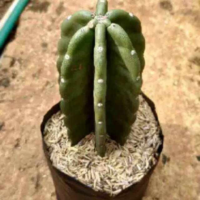 Tanaman Hias Katus Koboy/ Katus Blimbing