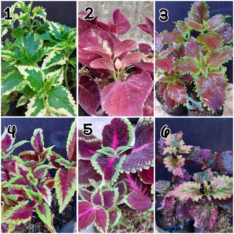 Tanaman Hias/Kembang Taman Ingler/ Miana Ingler