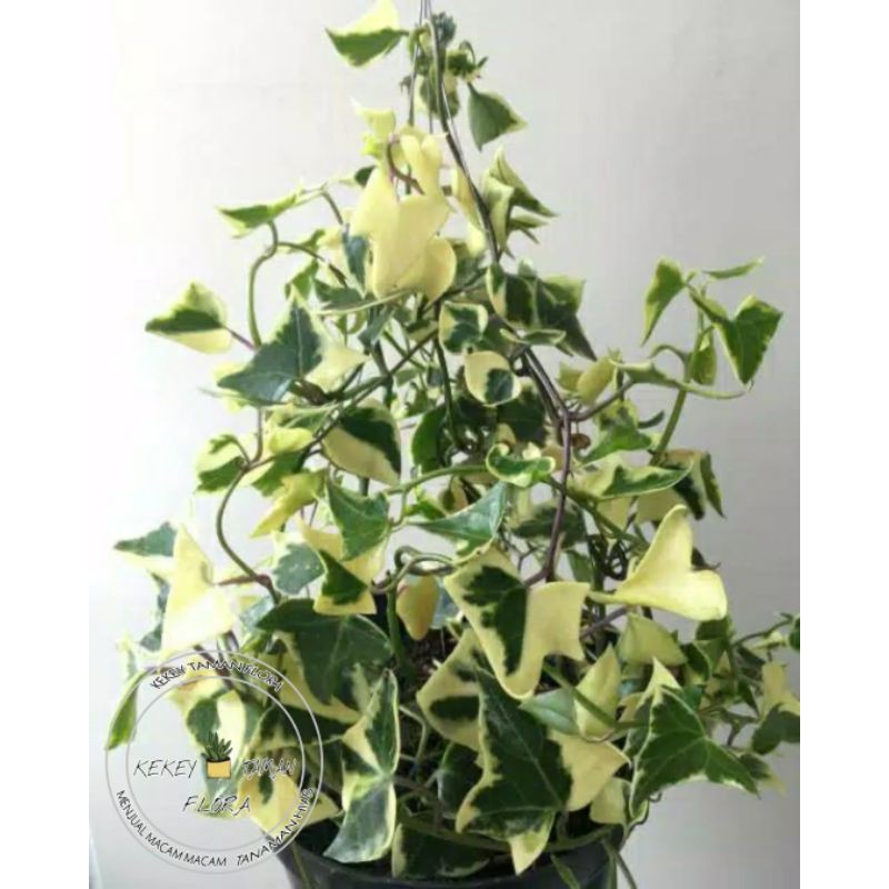 Tanaman Hias Bunga Ivy Gantung Rambat Varigata