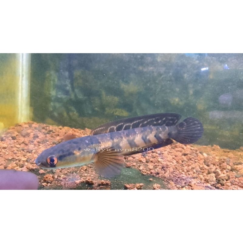 Channa red Barito 15-16cm kelas progres