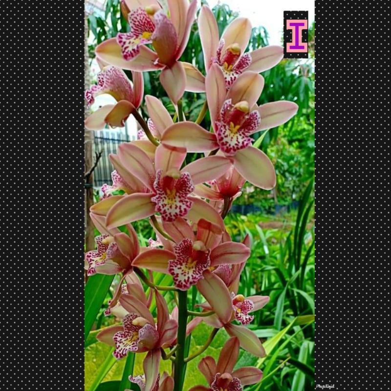 anggrek cymbidium australia