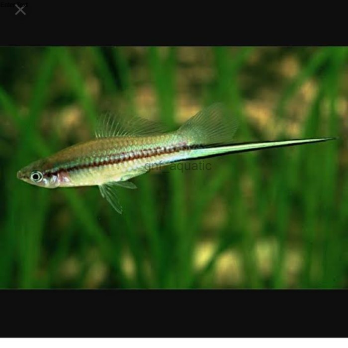 hiasan aquarium aquascape ikan pedang sepasang/sword fish