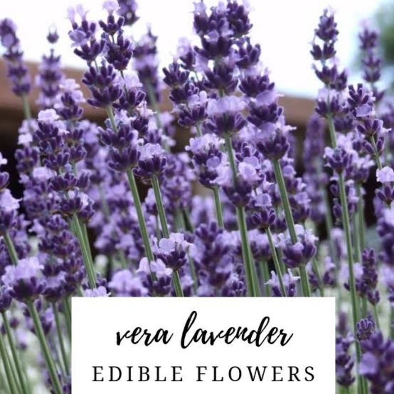 Benih Bibit Bunga Lavender Benih Tanaman Lavender