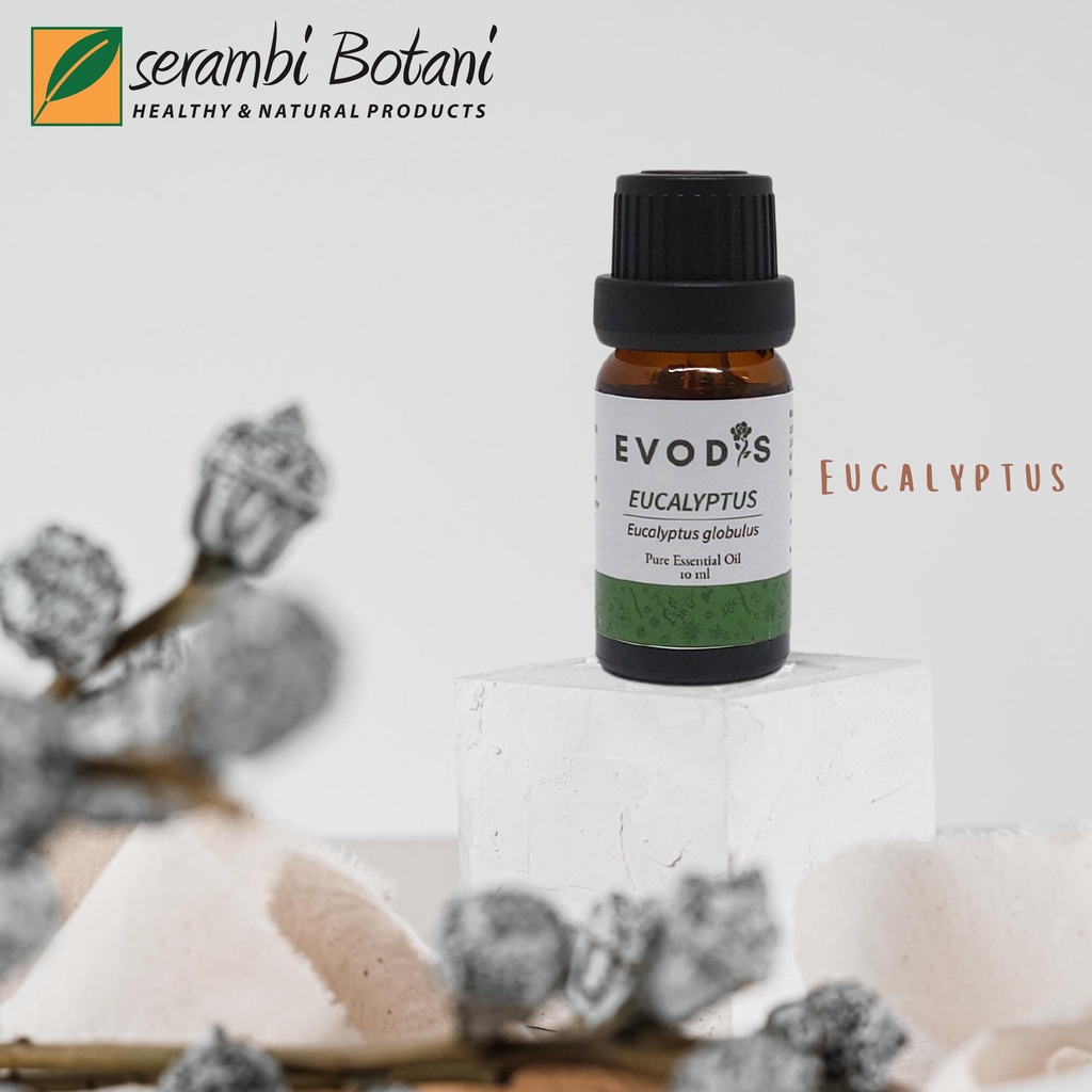 Essential Oil & Aromatheraphy Evodis Eucalyptus