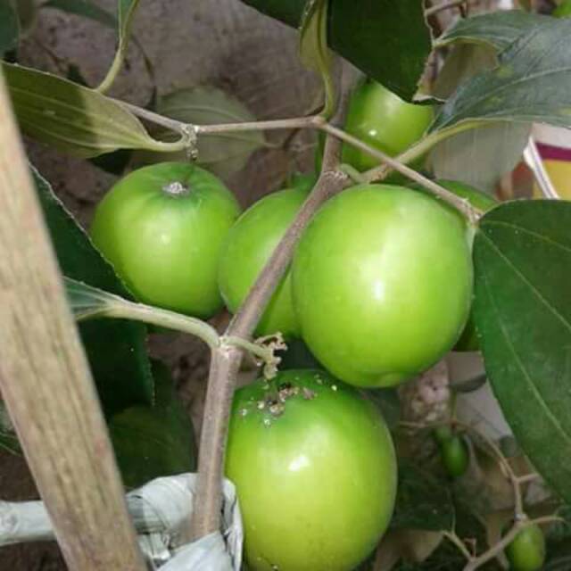 apel india //apel putsa