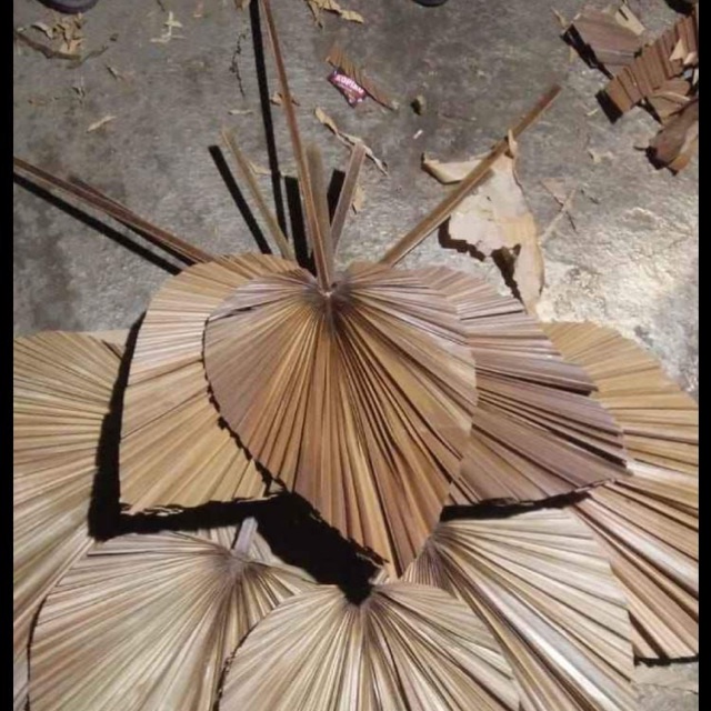 Daun Palem Kering Rustic Daun Palm Ukuran Sedang Daun Palem Kering Rustic Daun Palm Ukuran Sedang