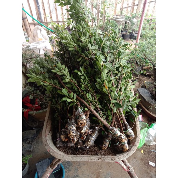 Bahan Bonsai Kimeng cangkokan