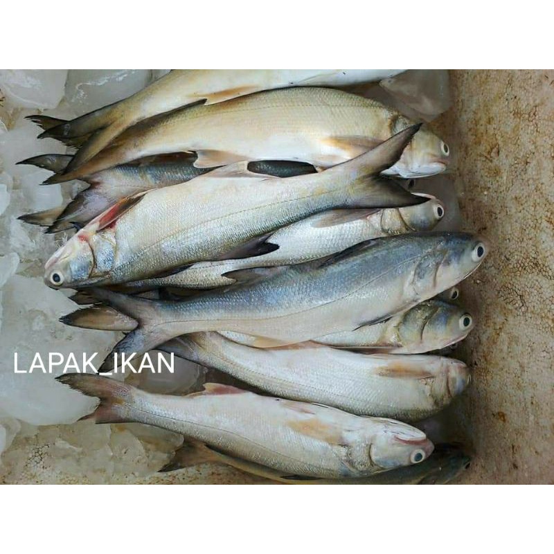 

Ikan Senangin Segar Ikan Segar Senangin Ikan Fresh Laut Kualitas GARANSI SEGAR