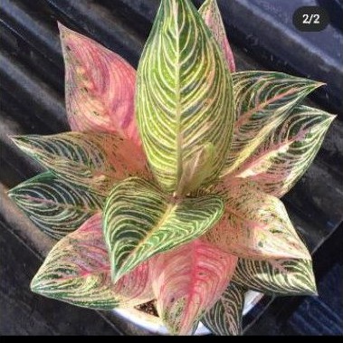 aglonema golden hope bonggol