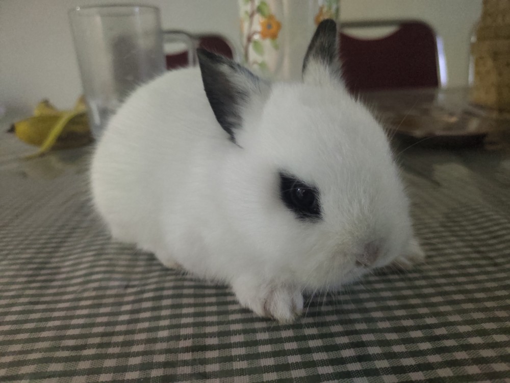 Keset Kain Perca/ Keset Kain