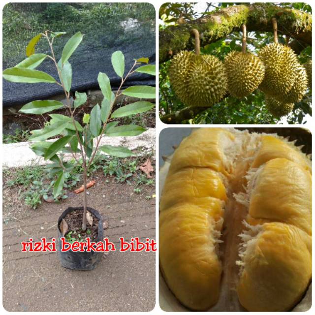 Bibit durian Musangking asli Malaysia
