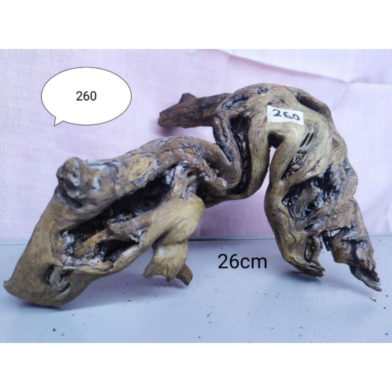 Kayu Santigi Laut Karang / Kayu Sentigi Aquarium Aquascape