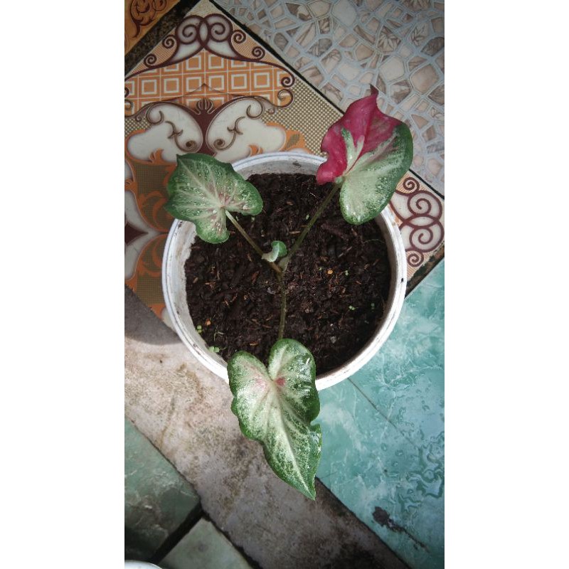 shycool (tumpah cat)