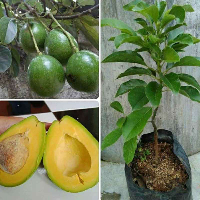 Bibit Alpukat Mentega Pulen OKULASI Super Terlaris Benih Alpukat Mentega