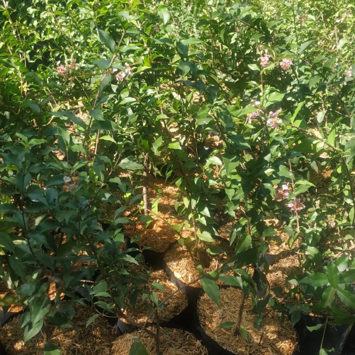 Bibit tanaman bunga sakura mikro-bonsai sakura