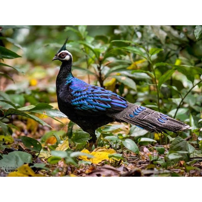

TELUR AYAM FERTIL RINGNECK PALAWAN PHEASANT UNTUK DITETASKAN