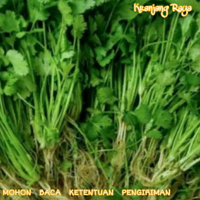 Daun Ketumbar / Wansuy