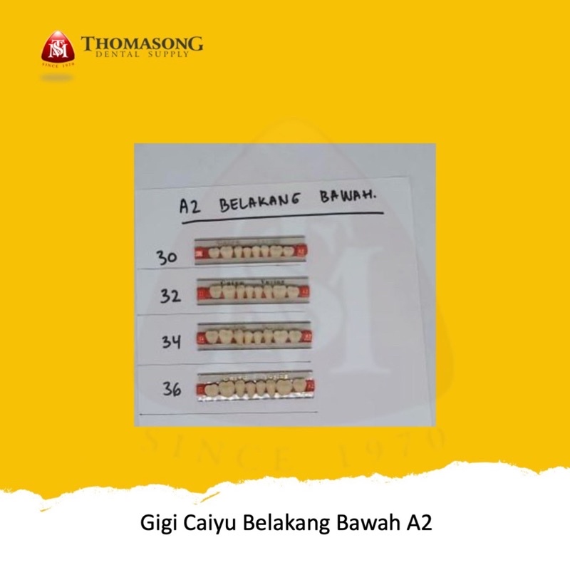 Gigi Palsu Caiyu Belakang Bawah A2