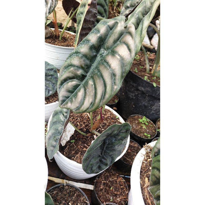 alokasia cuprea/keladi tengkorak hitam