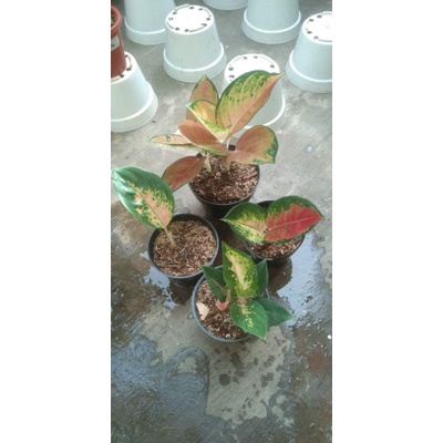 Promo Aglonema SB pancawati anakan tanamah hias murah
