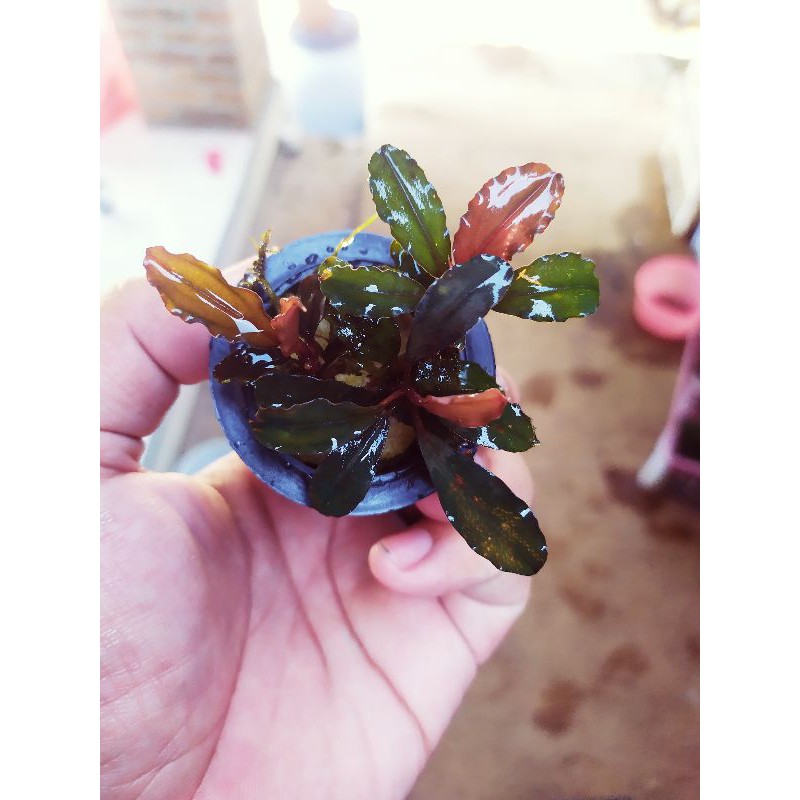 bucephalandra sp theia