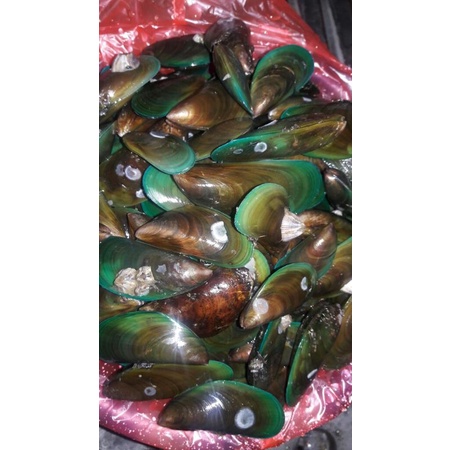 

kerang hijau 500 gram isi +/- 20pcs frozen - Seafood