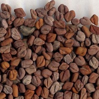 

Fenugreek Seed 600gr – Hu Lu Ba Kelabat Klabet Halba Hulba