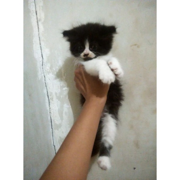 kucing ras