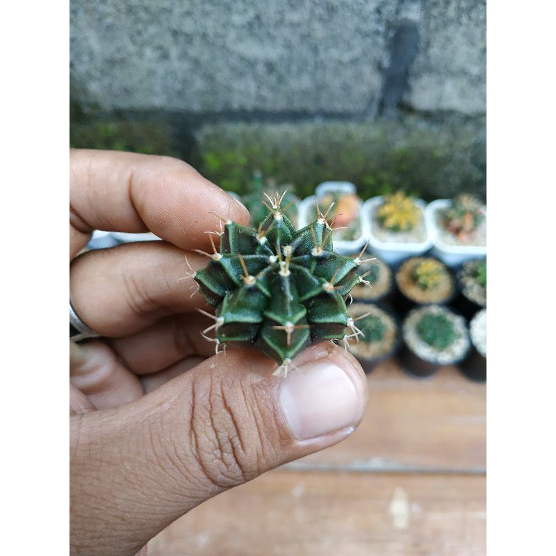 Kaktus Gymno miha hybrid