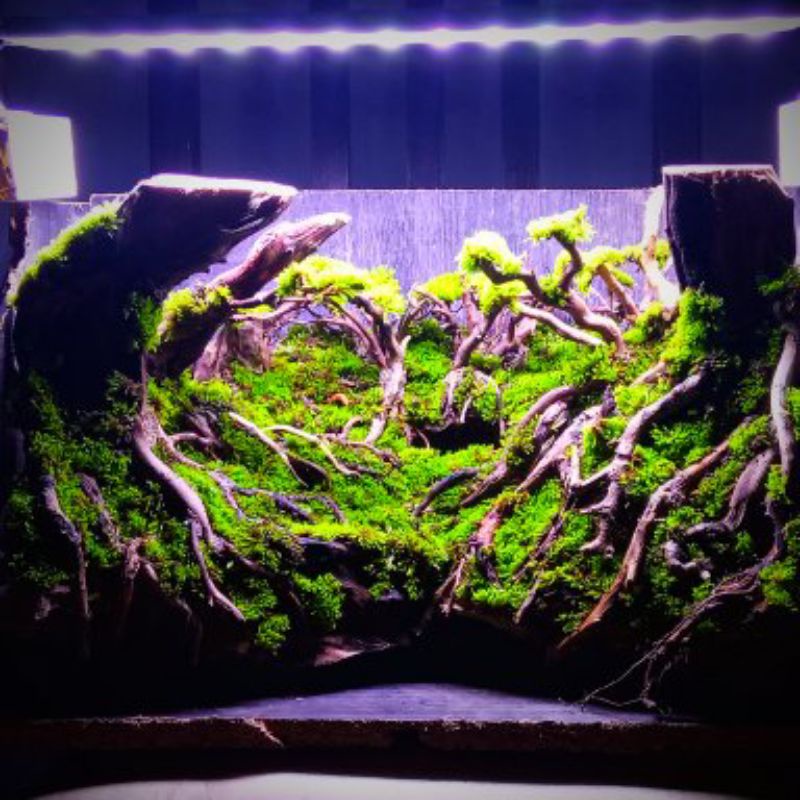 aquascape hardscape jungle 40x25x25