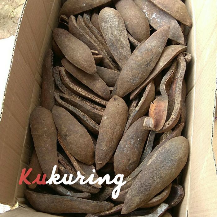 

KULIT BUAH MAHONI KERING